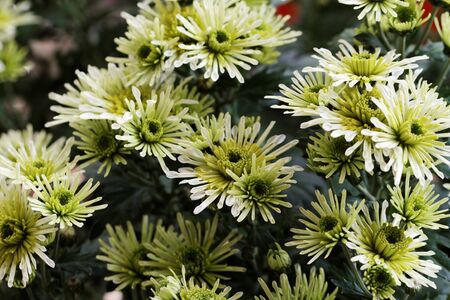 Beautiful yellow chrysanthemum as background pictureの写真素材
