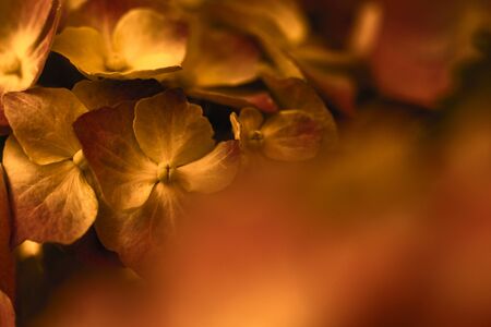 Hydrangea flowerの写真素材