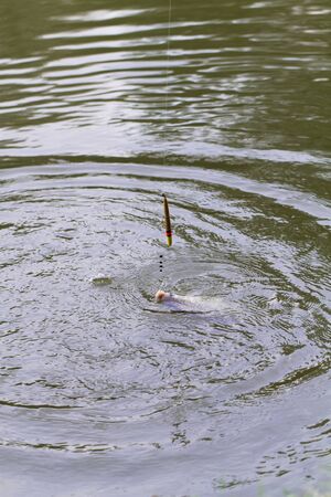 Fishing on a lake. Fish catch!の写真素材