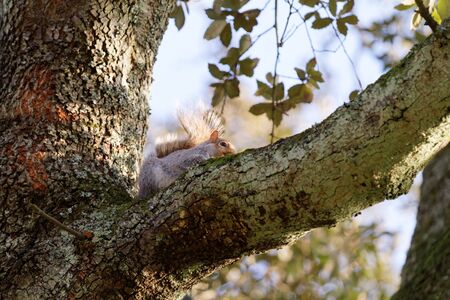 Squirrel on a tree in autumnの写真素材