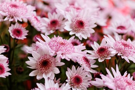 Beautiful pink chrysanthemum as background pictureの写真素材