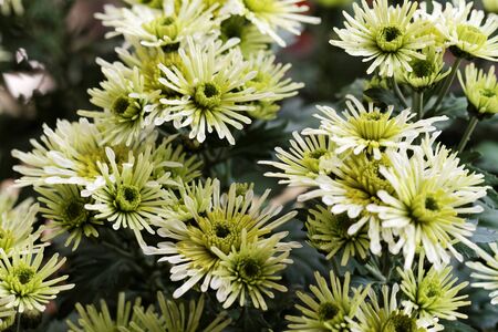 Beautiful yellow chrysanthemum as background pictureの写真素材