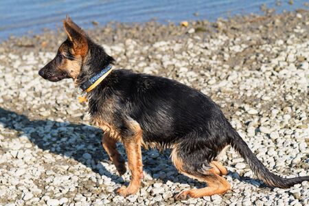Young German shepherd dog - wet dogの写真素材