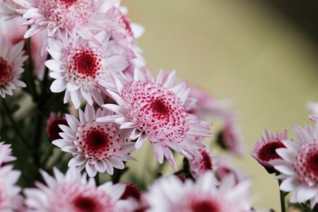Beautiful pink chrysanthemum as background pictureの写真素材
