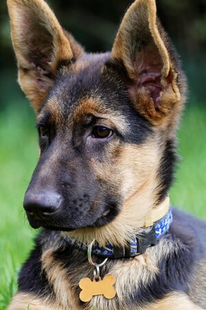Young German shepherd dog - wet dogの写真素材