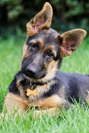 Young German shepherd dog - wet dogの写真素材