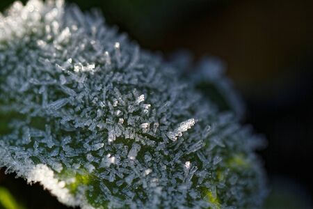Autumn leaf on a branch in frost needles. Morning frost.の写真素材