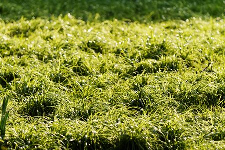 Close up photo of the green grass in the parkの写真素材
