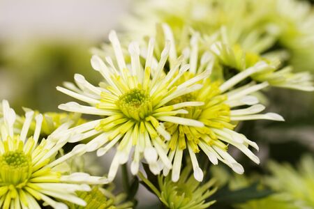 Beautiful yellow chrysanthemum as background pictureの写真素材