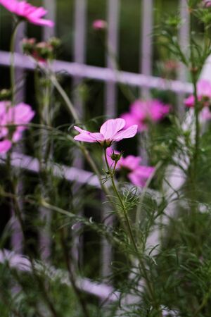 Cosmos bipinnatus - Cosmos flowerの写真素材
