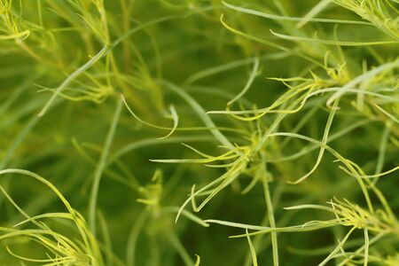 Natural green background . Macro photo of plant.の写真素材