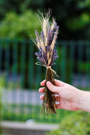 Male hand with levender and wheat -close up photoの写真素材