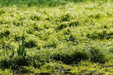 Close up photo of the green grass in the parkの写真素材