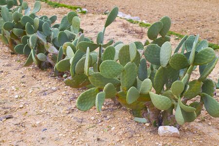 Meadows of prickly pear treesの写真素材