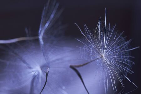 Dandelion seed - macro photo