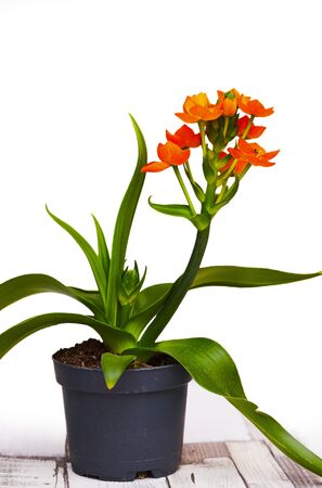 Orange star flower - (Bethlehem flower)の写真素材