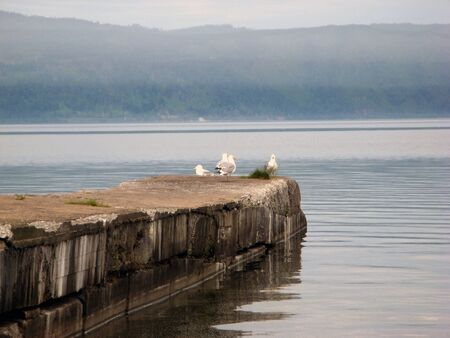 Seagulls on the concrete pier of Lake Baikal in foggy weatherの写真素材
