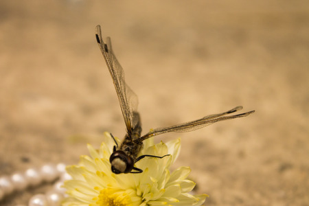 Black dragonfly sits on a dried flower of chrysanthemum, wrapped in a pearl necklaceの写真素材