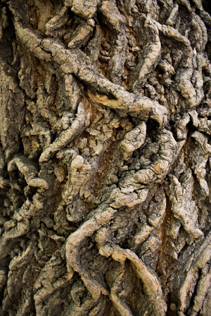 Part of the trunk of the old elm-tree, covered with deep furrowsの写真素材