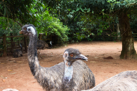 Emu in Zoo Park on Hainan Islandの写真素材