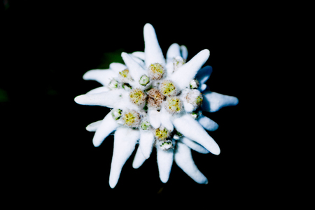 Single isolated edelweiss flowerの写真素材