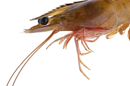 A prawn closeup against a white backgroundの写真素材