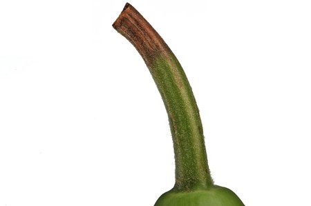 A hulu melon against a white background の写真素材