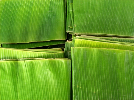 banana leavesの写真素材