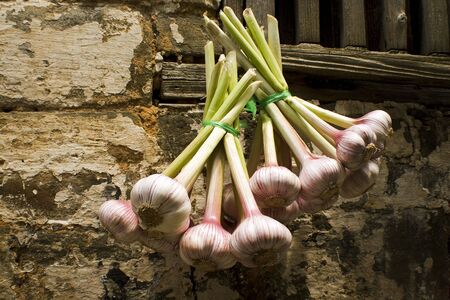 garlic on the wallの写真素材