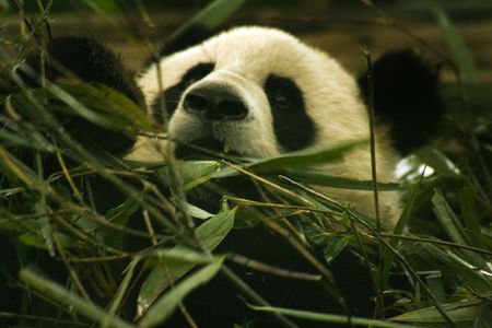panda eatingの写真素材