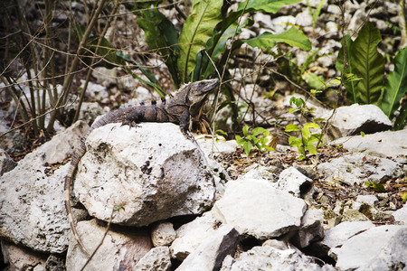 A crocodile lying on the stone