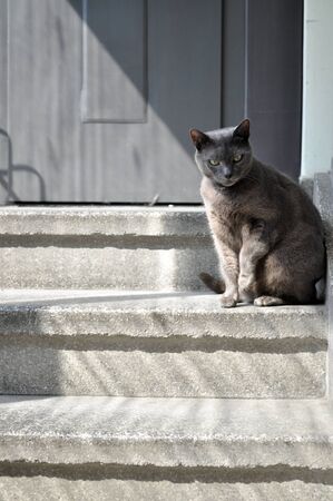 grey cat on grey backgroundの写真素材