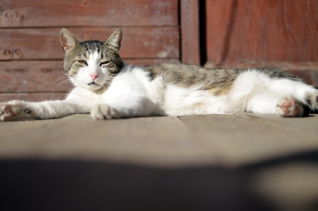cat in the sunの写真素材
