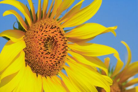 SunFlowerの写真素材