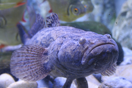 Stone Fish in aquarium Thailandの写真素材
