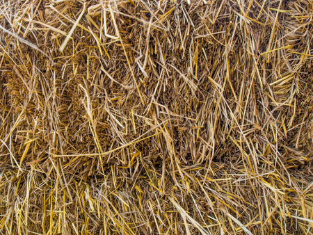 dry grass as background