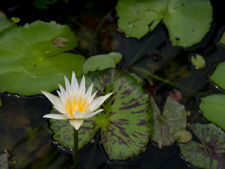 lotus blossoms or water lily flowers blooming on pondの写真素材