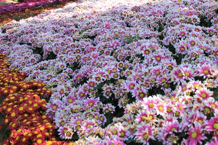 flowersの写真素材