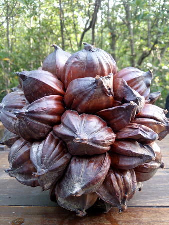 Nypa palm seed, Nypa, Atap palm, Nipa palm, Mangrove palm, Nypa fruticans Wurmb on wood tableの写真素材
