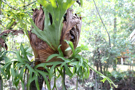 mangrove forest leaveの写真素材