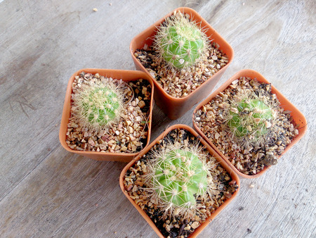cactus on wood tableの写真素材