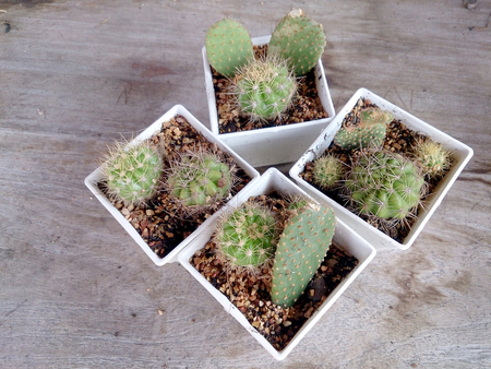 cactus on wood tableの写真素材