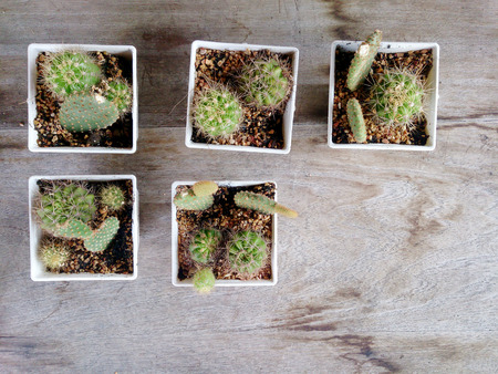 cactus on wood tableの写真素材