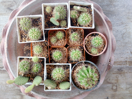 cactus on wood tableの写真素材