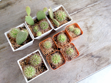 cactus on wood tableの写真素材