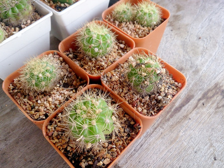 cactus on wood tableの写真素材