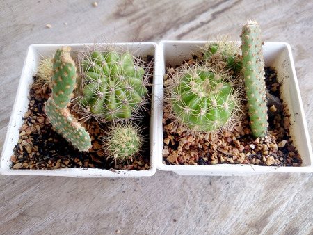 cactus on wood tableの写真素材