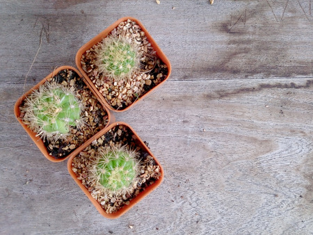 cactus on wood tableの写真素材