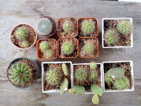 cactus on wood tableの写真素材