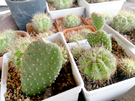 cactus on wood tableの写真素材